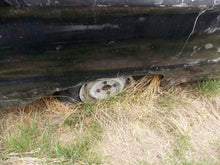 Load image into Gallery viewer, farm #29